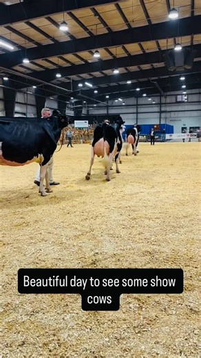 Wow amazing cow show time 😍 #reel #dairyfarming #fb #viral #cow @top fans | Farming .Life