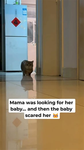 Suddenly, kitten scared mom 😹 #cats #cat