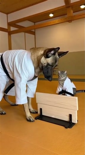 the dog train my cat jiu-jitsu