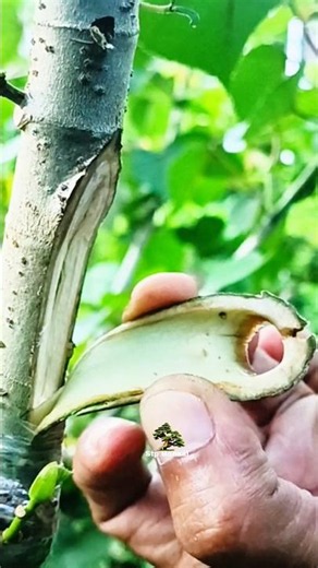 Grafting is Fun and Hapy 🌱🌳 #plants #garden #gardening #nature #craft #diy #grafting
