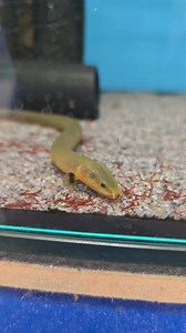 35K views · 399 reactions | The African ropefish (Echis ocellatus),...