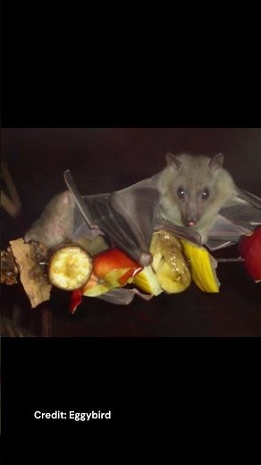 Egyptian Fruit Bat | Species Fact Card
