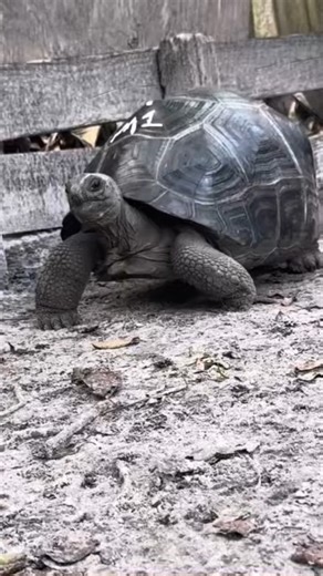Have you seen a tortoise like this one? This tortoise has a really beautiful, smooth shell, and there’s something a little different about it. He’s missing the nuchal scute, which you can see right at the front of the shell. Only about one percent are missing that scute, so it’s not something you come across very often. #tortoiselovers #tortoiselove #tortoiseoftheday #reptilekeepers #babytortoise | Florida Iguana and Tortoise Breeders