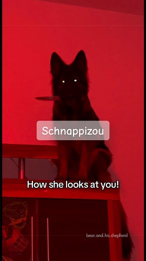 Understanding German Shepherd Behavior