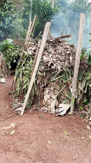 Vivir con los Pogmeos Bala. Camerun. #documentary #tiktoktravel #travel