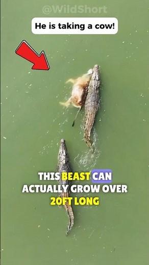 The Largest & Deadliest Reptile on Earth! 🌊 | 🐊 The Saltwater Crocodile!