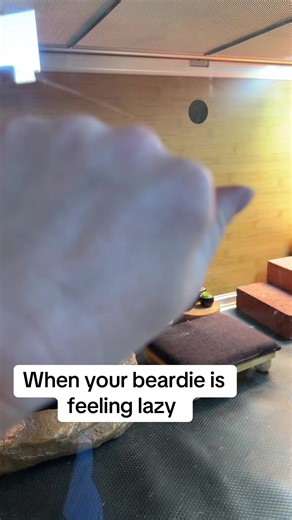 Spikie's Playful Day: When Your Beardie Gets Lazy