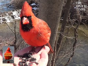 How gorgeous! 😍 Credit: PETE DOVE PIX - https://www.youtube.com/user/JAMJAGGER | Bright