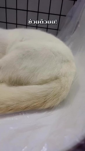 บัญชีที่แนะนำ