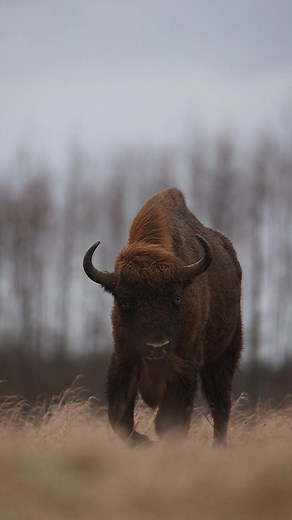 European Bison - Filming the Biggest Land Mammal in Europe!