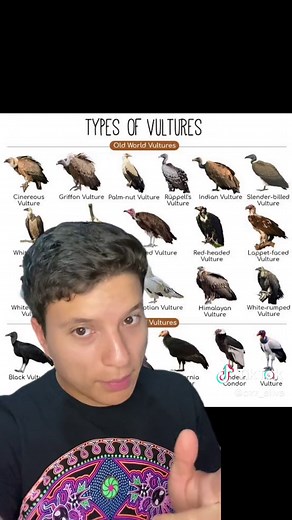 Datos curiosos sobre los buitres