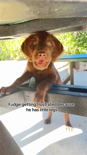I helped him get up on the bench the first time, then I told him to come get up again but he can’t jump that high yet! He will grow up to be strong and bigger soon! Follow to watch Fudge grow and become a part of the family❤️🐾 #fudgethedog #fudgefamily #fudgie #puppy #labradoodle
