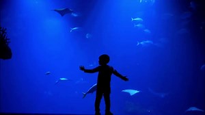 You don’t need a wetsuit to wander these watery habitats. 🐋🐠 Here are five aquariums worth exploring: https://sm.aaa/c1e5p4. | AAA The Auto Club Group