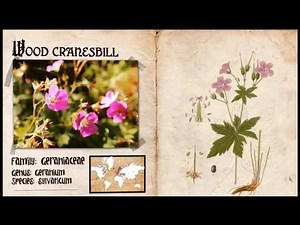 Wood Cranesbill - Geranium sylvaticum