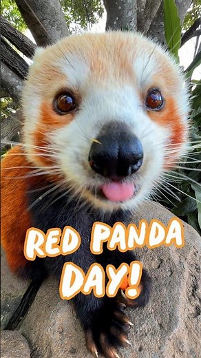 Today we celebrate Red Panda Day at Australia Zoo!