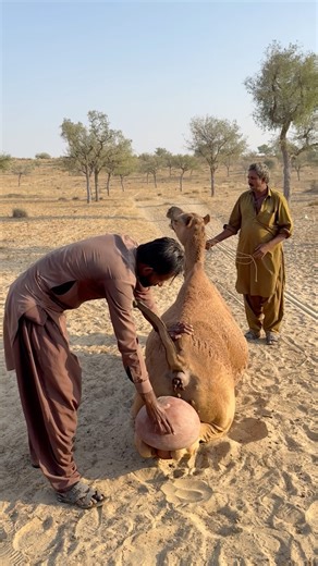 الصبي يضع الجرّة خلف الجمل والجمل يجلس بهدوء تام