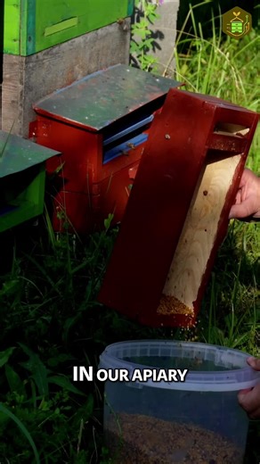 Bee feeding mysteries! Why aren't they eating the patties? Is it pollen, bad feed, or something else? #BeeKeeping #Apiary #Bees #HoneyBees #BeeFeed