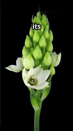 Flower | Racemose Inflorescence | #morphology #botany