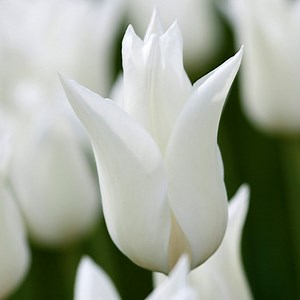Tulip 'White Triumphator'