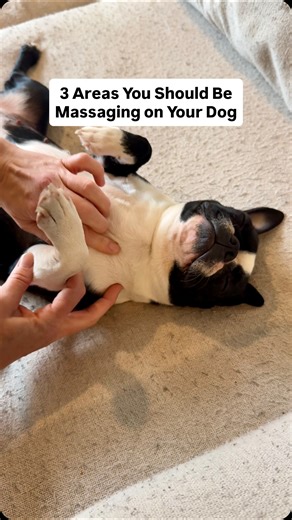 Oak Heritage Boston Terriers | KY on Instagram: "Most dogs hold tension in these areas 👇 Here’s where I focus with my Bostons: ✅ Chest + Shoulders (front-loaded structure) ✅ Upper Back + Neck (posture + spinal mobility) ✅ Lower back + Hips (power + joint stability) Tension in these areas can easily build up over time from simple daily patterns like: * Sleeping on one side * Sitting crooked * Running hard * Even just daily posture habits Small daily checks make a big long-term difference. ❤️ For