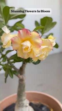 🌼 Plant Care Step By Step | Caring For Desert Rose | Beautiful Yellow Flower