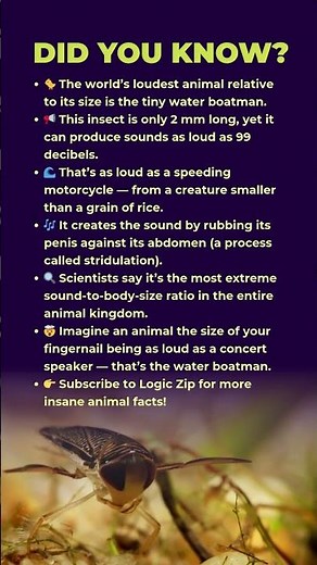 🤯 The Loudest Animal on Earth is Shockingly Small!😲