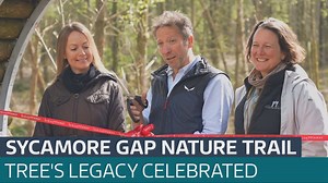 Sycamore Gap tree remembered in new arts trail - Latest From ITV News