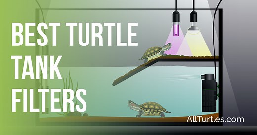 in 2025 - All Turtles