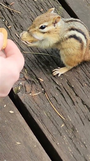 I am always ready to grab the next peanut. #shorts