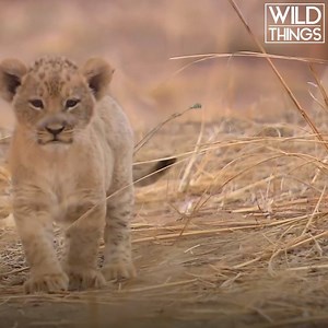 Watch as these lion cubs get their first lesson in hunting prey. | Real Wild