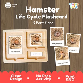 Hamster Life Cycle Montessori 3-Part Cards - Science Zoology Mammal Flashcards