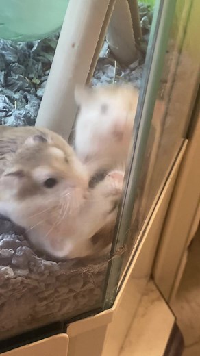 Hamster Antics: The Funniest Moments at PetSmart