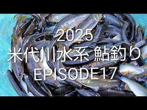 2025 米代川水系 鮎釣り EPISODE17