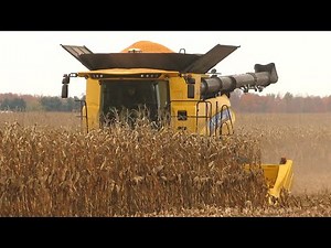Corn Harvest 2020 | New Holland CR 8.90 Combine Harvesting Corn | Ontario, Canada