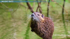 Muskrats Habitat, Diet & Facts | What is a Muskrat? - Video | Study.com