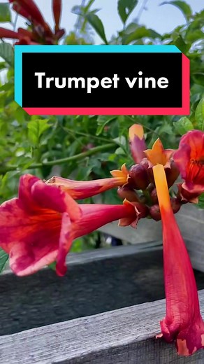 Trumpet Vine Planting Guide and Care Tips