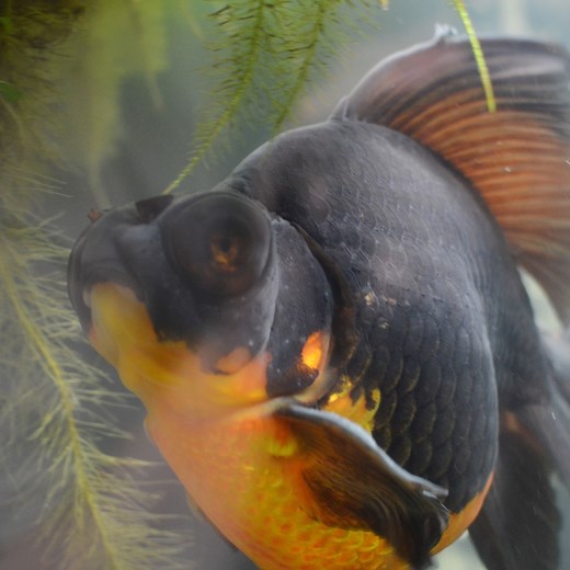 This goldfish had turned black and was on the brink of death. When he got adopted he turned bright red and even managed to get a girlfriend! 🐠 | LADbible
