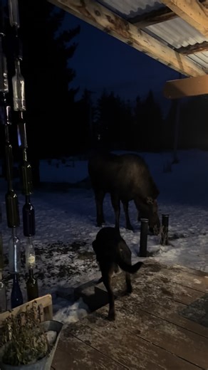 Encounters with Moose in Anchor Point, Alaska