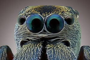 Fotografie: Hobbyfotograf geht mit Insekten auf Tuchfühlung