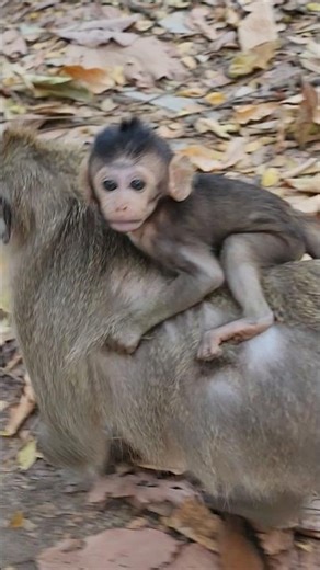 beautiful lovely baby monkey Bessie on mommy back to go #shortvideo #shorts #viral #animal #monkey