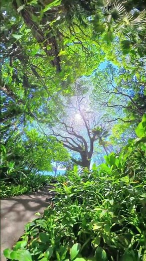 Step Into Serenity: Beneath the Monkeypod Tree