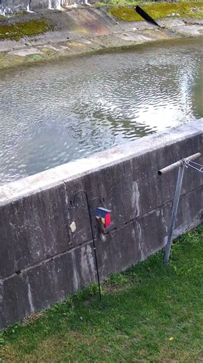 Sneaky Squirrel Steals Seed!