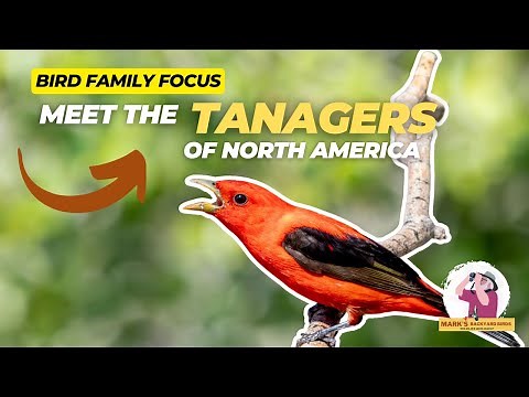 Bird Family Focus: Meet the Tanagers of North America