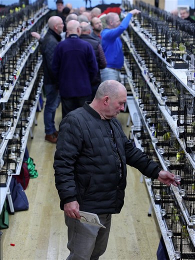 North of England Fife Fancy Canary Show 2025 Announced