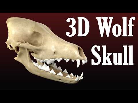 Sculpting a wolf skull