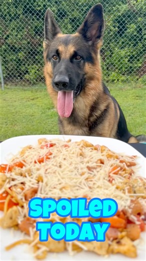German Shepherd’s Special Meal for National Pet Day 🐾