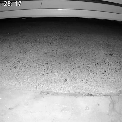 cat sniff #catlovers #cat