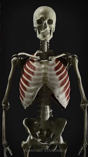 The Anatomy of a Breath Cycle #anatomystandard #biomechanics #intercostals #respiration #breath
