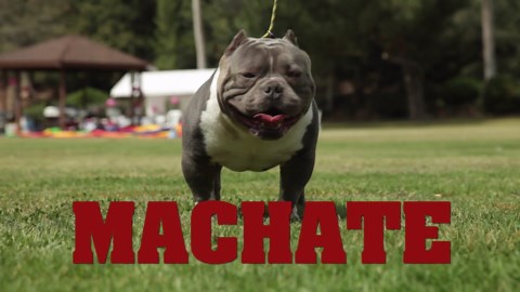 MICRO AMERICAN BULLY - MACHETE