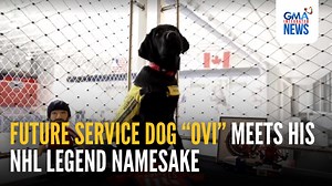 An America’s VetDogs future service dog named “Ovi” met his namesake and Washington Capitals’ NHL legend Alex Ovechkin. America’s VetDogs, a New York-based American nonprofit that provides specially trained service dogs to veterans and first responders with disabilities, had given Ovi his name in honour of Ovechkin ongoing record-breaking career. In April, Ovechkin scored his 895th career NHL goal to break the hallowed all-time goal-scoring record of Wayne Gretzky that was once considered unbeat